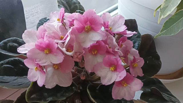 Мои цветы Фиалочки