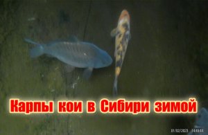 Карпы кои в Сибири зимой ?❄️