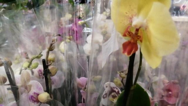 25.11.22г.Орхидеи в Леруа Юдино М. О. смотреть онлайн