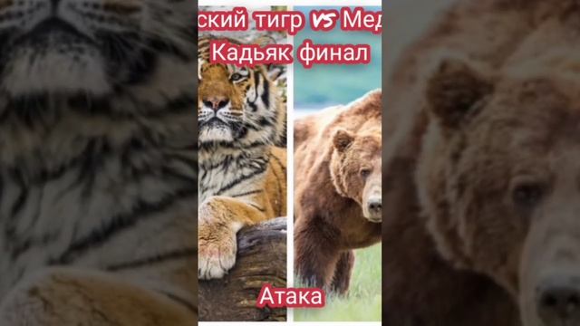 финал сравнение амурского тигра и медведя Кадьяка #shorts #тигр #сравнение #медведь #животные