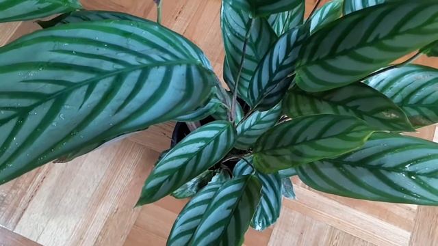 Ctenanthe Setosa Compact Star Care and Propagation #prayerplant смотреть онлайн