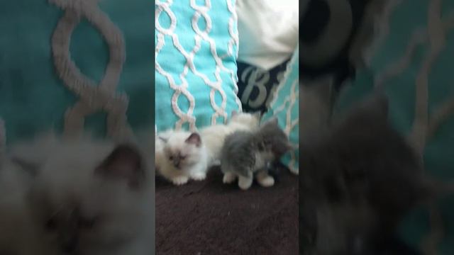 standard munchkins смотреть онлайн