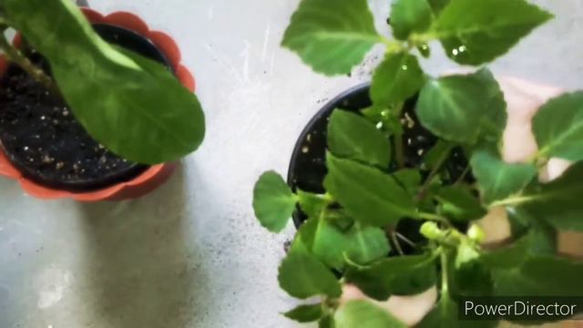 #комнатныерастения
Комнатные растения. 
🌿🌿🌿 Цветочные будни.