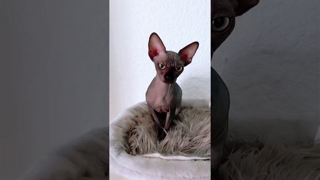 Cat Sphynx Лысая кошка Сфинкс играет #tiktok