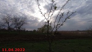 Деревенская жизнь.Пересадка взрослой груши.