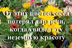 От этих цветов сосед потерял дар речи