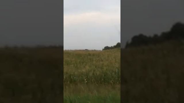 07.08.2019 Столбы и тучи из насекомых над кукурузными полями Мираторга в Брянской области