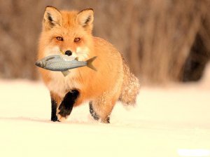 Белоярка Черемшана