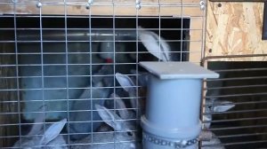 Тетрамизол 10%. Готовимся к вакцинации.