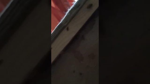 Мега обработка от тараканов в Московской области смотреть онлайн