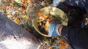 Щипцы для сбора облепихи