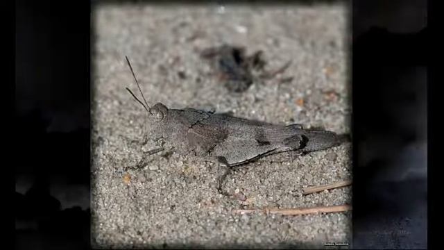 Кобылка голубокрылая смотреть онлайн