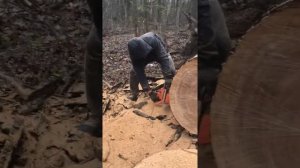 Хускварна 365 с шиной 75см делает вещи