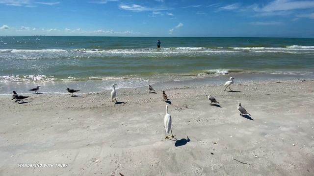 |4K| Sanibel Lighthouse Beach, Sanibel Island, Florida, Walking Tour, Slow TV, Ambient смотреть онлайн