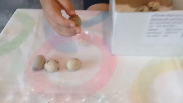 ЭКСПЕРИМЕНТ, ПТИЧКА ИЗ МАГАЗИННОГО ЯЙЦА! смотреть онлайн