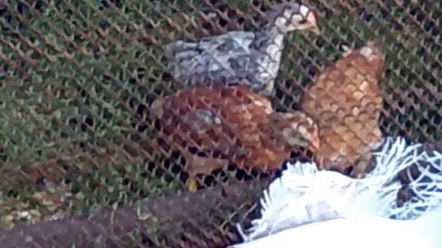 Жизнь домашних животных. Петушки как всегда любят подраться смотреть онлайн