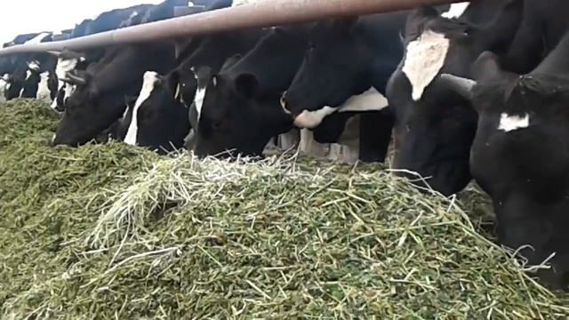 Стадо коров у кормушки. Саранск. смотреть онлайн