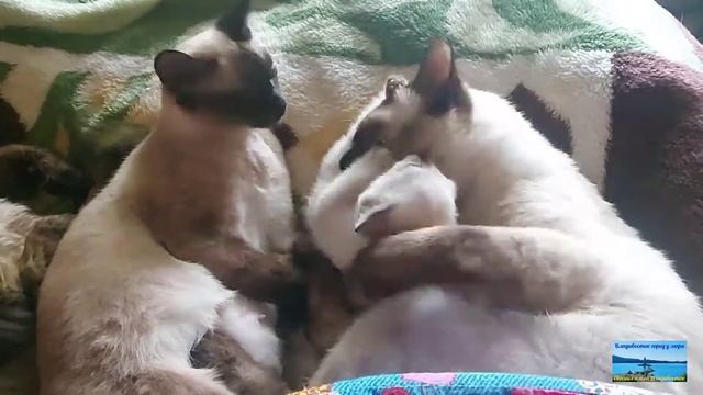 Тайская Старосиамская семья.Мама,папа и котенок. смотреть онлайн