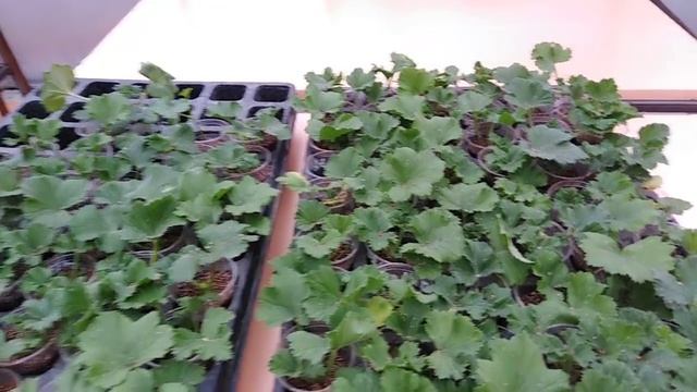 Результат черенкования королевской пеларгонии в красный вермикулит. мекулит. смотреть онлайн