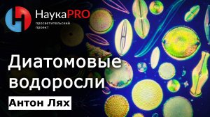 Диатомовые водоросли | Лекции по биологии – Антон Лях | Научпоп | НаукаPRO