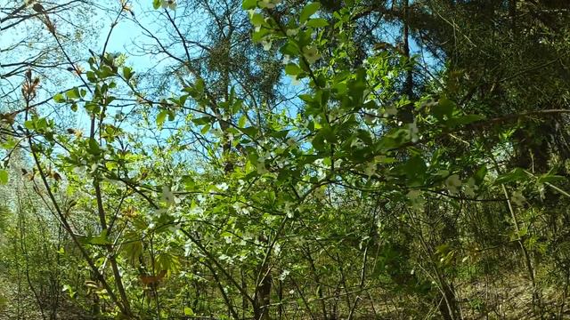 Blooming spring and singing birds sounds of nature for relaxation and sleeping