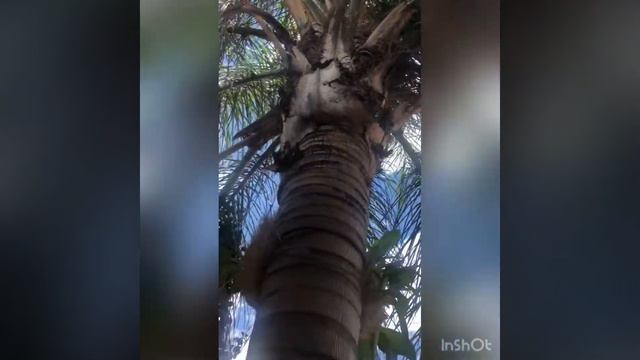 Vanda Suksamran Red Beauty смотреть онлайн