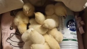 ЦЫПЛЯТА БРЕССГАЛЬСКОЙ ПОРОДЫ. ОПИСАНИЕМ И КАК ВЫГЛЯДЯТ.
