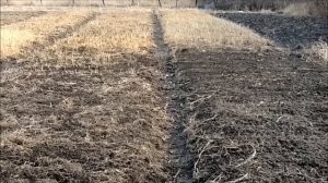 Весной в апреле! . Горчица белая сидераты до и после томатов. Улучшаем плодородие