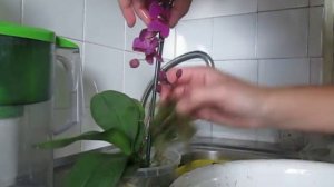 Пересадка орхидеи в сфагнум.