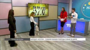 Бордер-колли – самая умная собака в мире