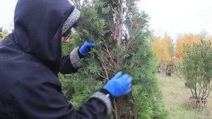 Осенняя чистка Туй