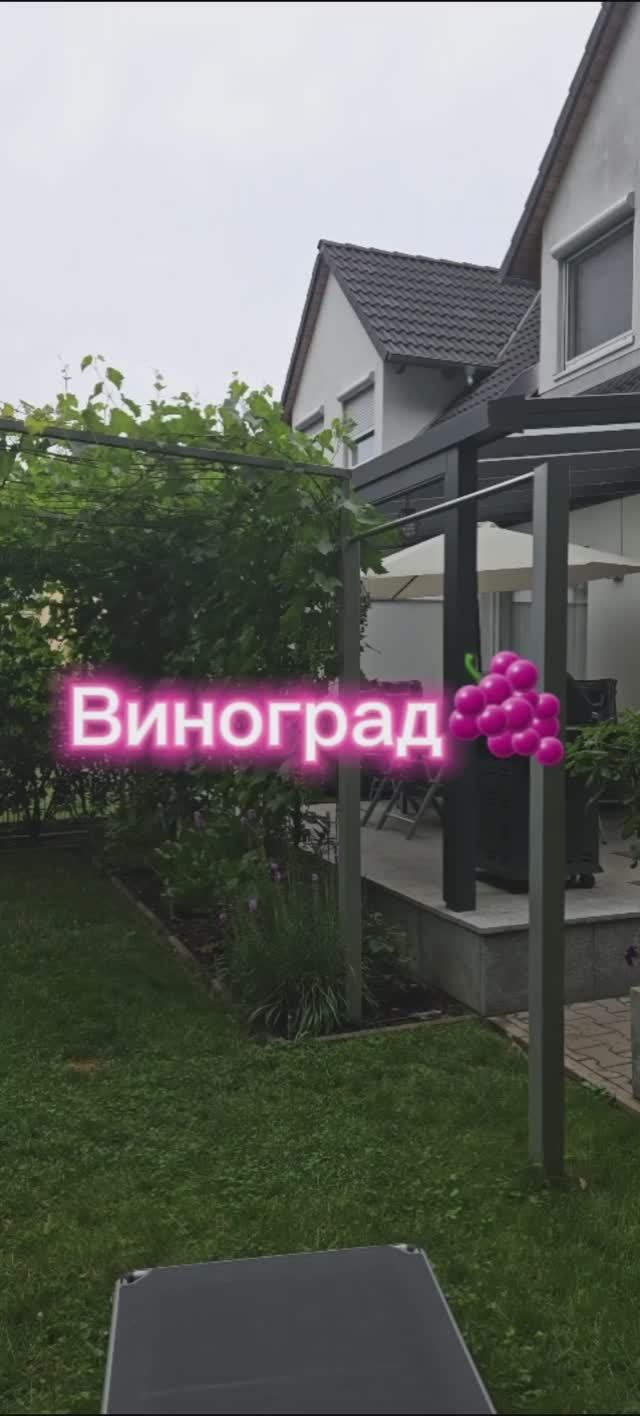 Мой виноград?