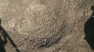 ЛУЧШИЙ СПОСОБ ВЫРАЩИВАНИЯ АРБУЗОВ В ОТКРЫТОМ ГРУНТЕ В СИБИРИ