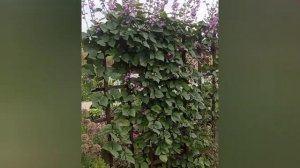 Красавец ,?Долихос(одногодник)