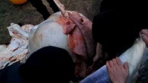 Сердце и лёкие БЫКА. Диафрагма. Часть 1.