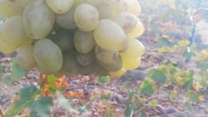 Виноград Буба срезка