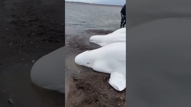 Жители Камчатки спасли семейство белух