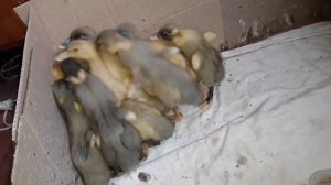 Сажаю курицу на утиные яйца. Утята. Скоро будут еще утята