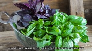 Как готовить и принимать средства из базилика для похудения