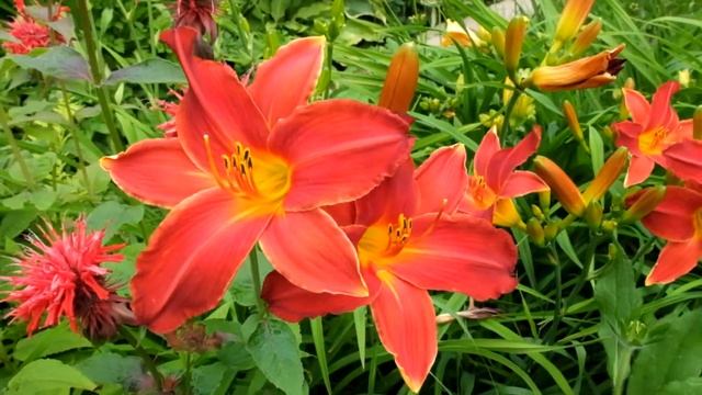 Лилейник красный «Алан» смотреть онлайн