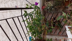 Тибухина-Тибучина-Tibouchina-Нежное Растение, Которое Стоит Иметь в Коллекции