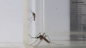 Кровососущие комары. Милые и забавные. // Clever Cricket