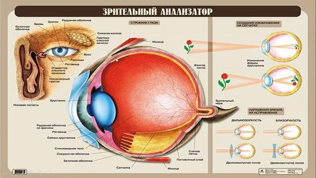 Зрительный анализатор строение и функции. Анатомия и физиология глаза зрительный анализатор. Функции глаза биология. Строение глаза 8 класс Сонин. Строение и функции глаза 8 класс.