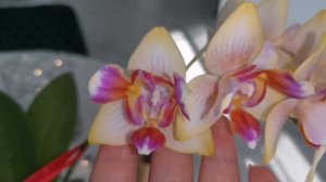 Орхидея трилипс. Phal. I-Hsin Venus Peloric или PF-5048 ✨