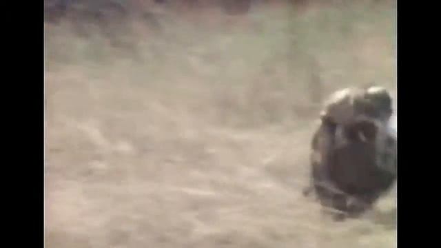 Обезьяны скачут верхом на кабане. смотреть онлайн