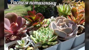 Мои первые суккулентные садики.С чего все начиналось.Суккуленты .Часть 5.