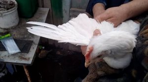 Как отличить молодок от старых кур. Лёгкий способ