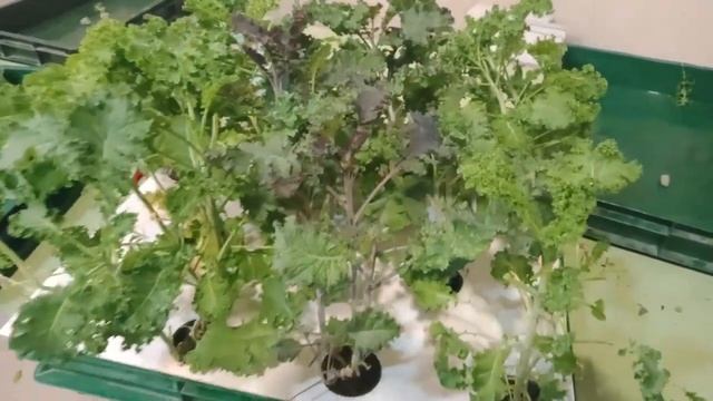 Ситиферма. Эксклюзив продукт. Беби лист: пак-чой, мангольд, горчица, мизуна, фриллис, кейл и др.