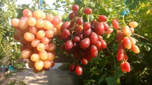 Виноград Дынька, Велюр и Басанти