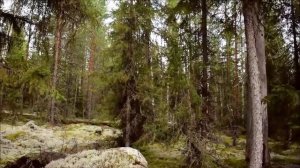 За грибами по сказочной Карелии. Часть 1